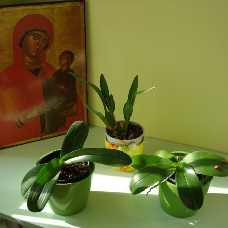 orhideele(mihaela)